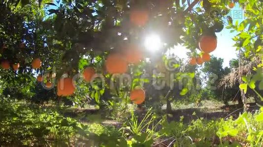 西班牙橘子园。 橘子树，有许多水果在蓝天与阳光。 花园中的有机水果视频