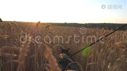 日落时分，美丽的西伯利亚哈士奇狗在草地上穿过高高的小穗时拉着皮带。 年轻宠物视频