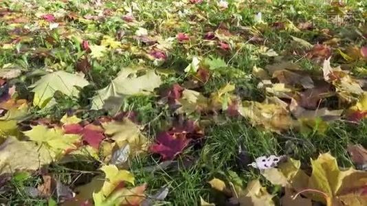在阳光明媚的秋日，相机沿着黄红相间的枫叶在绿草上移动视频