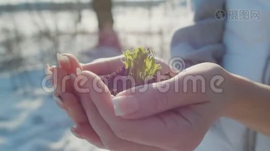 一个女人在冬天的背景下，用她的双手拿着一个生命的生物芽，用地面种植。视频