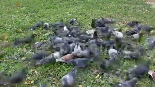 一群鸽子。 喂养。视频