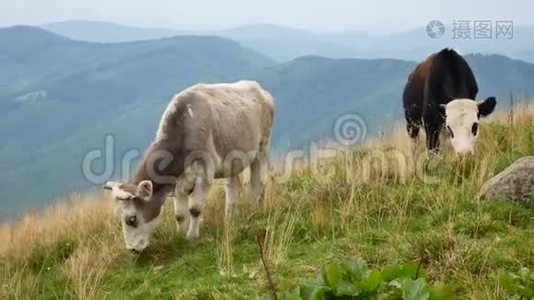 喀尔巴阡山的家养奶牛放牧.. 乌克兰视频
