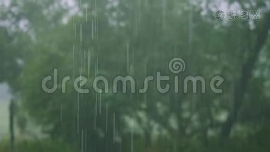 夏日森林中的倾盆大雨视频