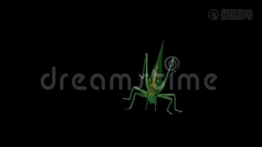 黑背景下的绿-绿-一种€的“迁徙蝗虫-€”短角蚱蜢视频
