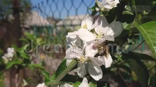 蜜蜜蜂在阳光明媚的春天在花园里授粉。视频