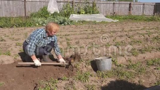 一个老女人从花园里的床上挖熟土豆视频