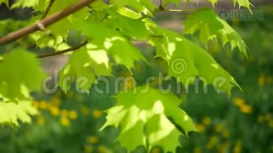 春天的枫树上有鲜艳的绿叶，背景是草地上有蒲公英。视频