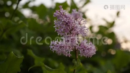 美丽的紫罗兰丁香花视频