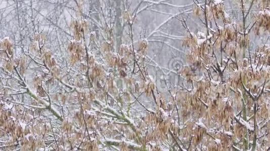 暴风雪。 冬天的一天降雪在树上。 风的天气。视频