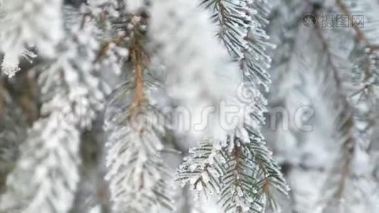 冬天的雪松树.. 圣诞场景。 满是霜冻仙境的岩枝。 树枝上的雪。 冬天的心情视频