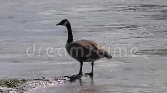 佐治亚州，查塔霍切河，GA，接近加拿大鹅在原木，鹅的声音。视频