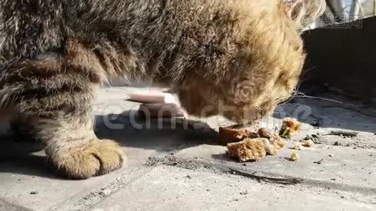 无家可归的猫在街头生存视频