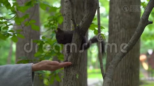 公园里的女人在松鼠里觅食。 人与自然的相互作用概念视频