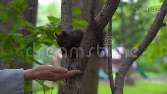 公园里的女人在松鼠里觅食。 人与自然的相互作用概念视频