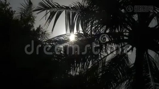 阳光下棕榈树的叶子。视频