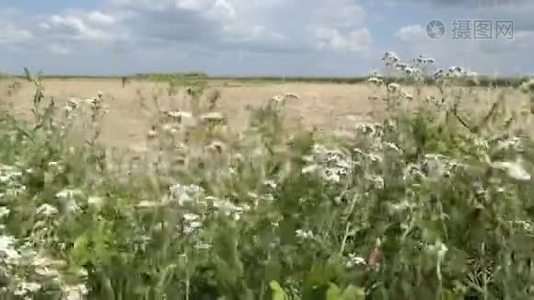 典型的夏季时间草甸景观在哈维尔兰德国哈维尔河。视频