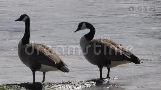 佐治亚州，查塔霍切河，靠近两个加拿大鹅在原木上晒太阳视频