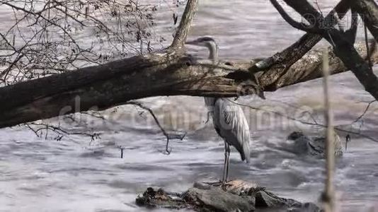 佐治亚州，查塔霍切河，一只蓝色的苍鹭站在河中的岩石上，没有移动视频