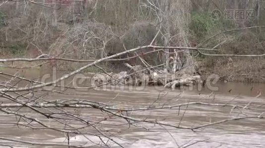 乔治亚州，查塔霍切河，河对岸的死树视频
