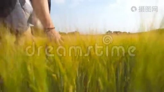 雄性的手在田里移动着小麦。 夏天，绿粮草甸和人`手臂抚摸种子。 盖盖视频