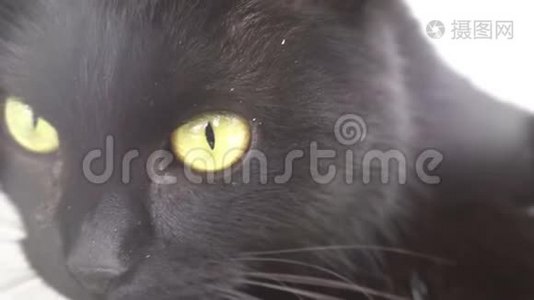 黑色疯狂的疯猫闭上眼睛看着视频