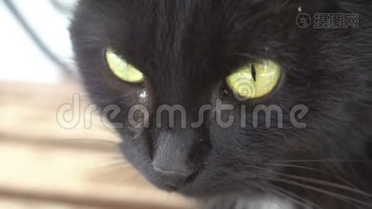 愤怒紧张的黑猫捂嘴，绿眼睛，闭上情绪视频