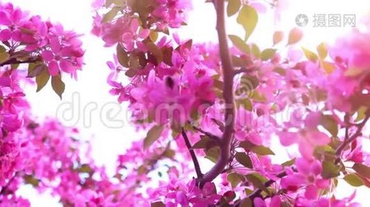 蜜蜂在开花的粉红色树枝上采集花蜜，特写镜头，慢镜头视频