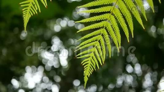 4K. 绿色蕨类植物的叶子随风摇摆，有绿色的树背景和波克光。 绿色自然背景，复制空间镜头视频