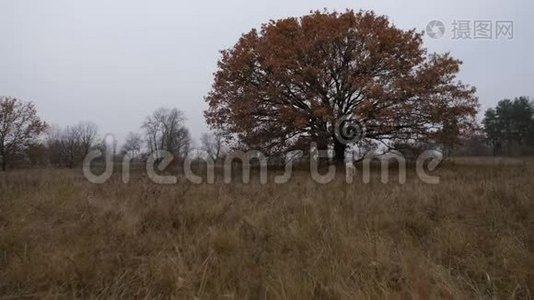 拉布拉多猎犬穿过秋天的田野视频