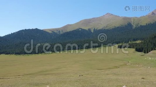 蓝天背景下美丽的夏日森林和山峰视频