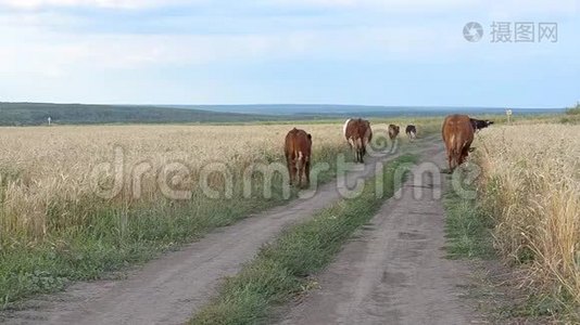 牛在田里放牧视频