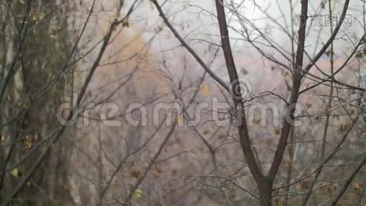 光秃秃的树和雪伴随着雨的秋天景象视频