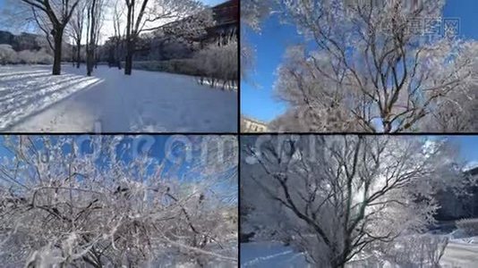 冬天的城市公园里积雪覆盖着树木。视频