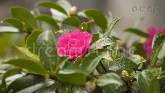 雨中的花茶花.视频