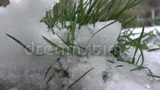 雪泉背景下的绿草视频