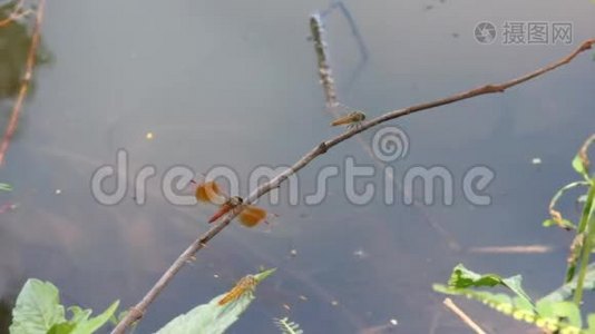红蜻蜓栖息在小枝上..视频