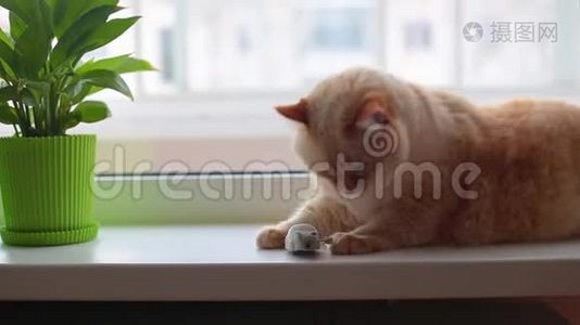 巨大的白色红猫懒洋洋地躺在灰色玩具老鼠旁边的窗台上视频
