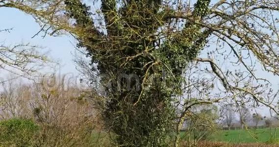 一棵树上的常春藤，诺曼底，赫德拉螺旋，视频