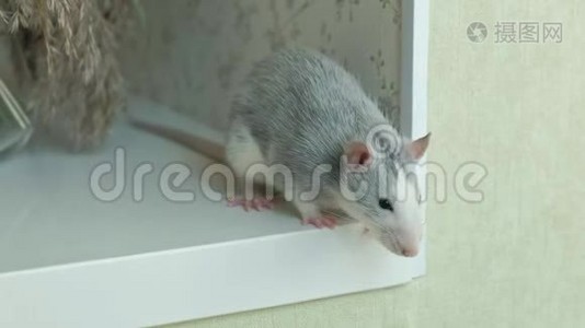 房子里窗台上的老鼠，老鼠，宠物视频