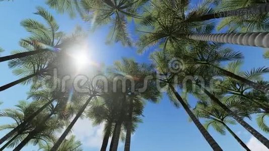 棕榈树顶着蓝天视频