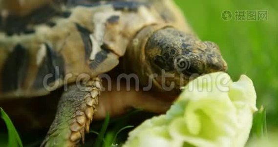 乌龟在家院子里吃食物视频