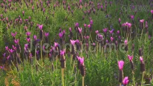 春天的情人节花宴视频