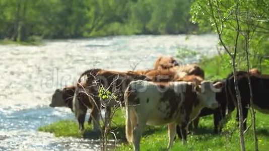 奶牛站在山河的海岸上.. 是很多牛。 干净的水。视频