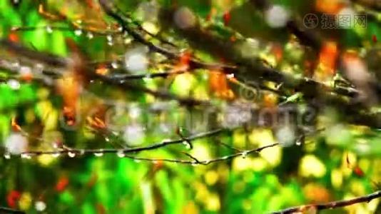 秋雨流水树枝无叶.. 潮湿的树枝在风中摇曳。视频