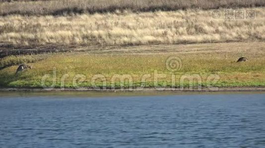 托沃姆巴地区的克雷斯布鲁克湖视频