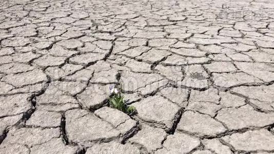 这朵花生长在地裂缝里视频