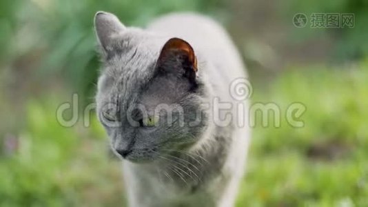 俄罗斯蓝猫的本性视频