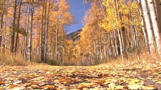 黄色的秋天从地面上视频