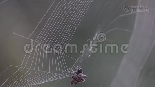 昆虫蜘蛛织蜘蛛视频