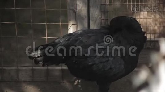 黑母鸡在梳理羽毛。视频
